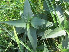 Aspilia mossambicensis