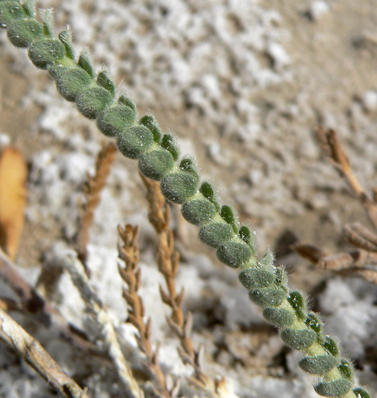 Ivesia kingii var. eremica
