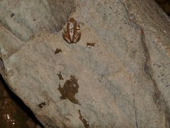 Ranoidea lesueuri