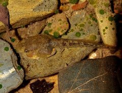 Ranoidea lesueuri