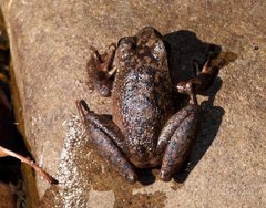 Ranoidea lesueuri
