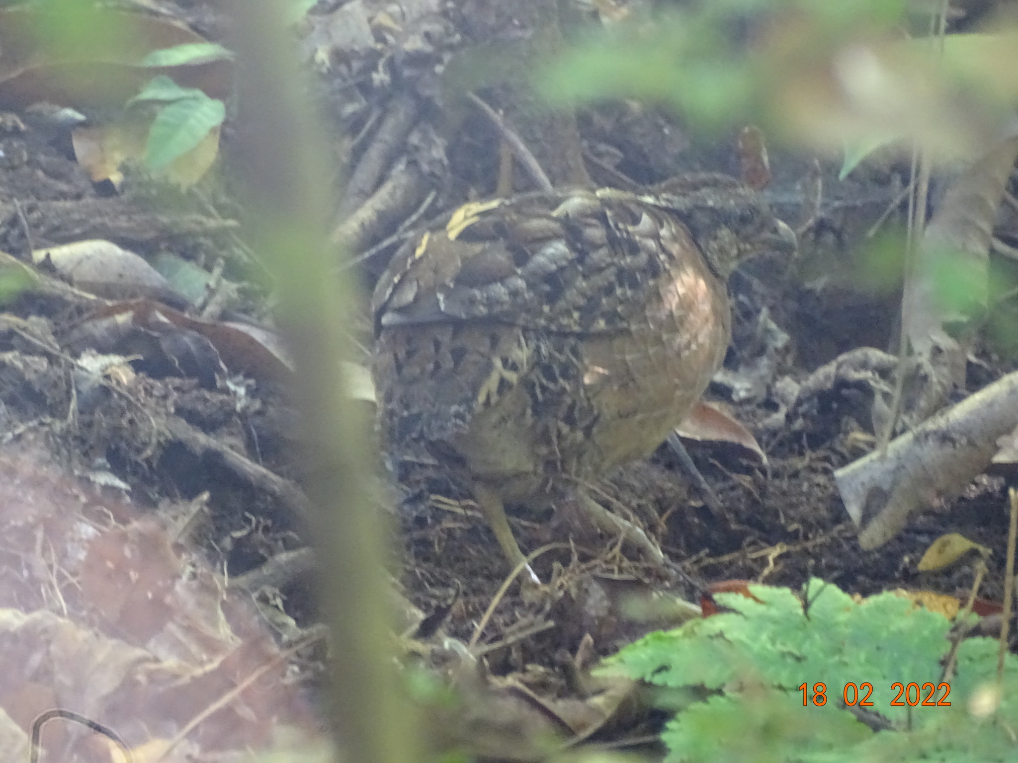 Singing Quail (Dactylortyx thoracicus), photo 10