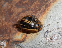 Paropsisterna insignita