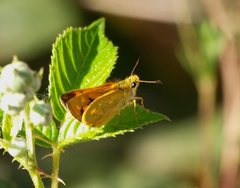 Ocybadistes walkeri sothis