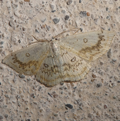 Cyclophora annularia