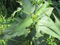 Aspilia mossambicensis