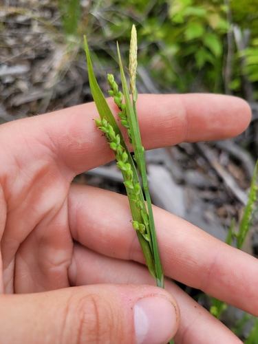 Image of Carex ormostachya by (c) Sam Turner, some rights reserved (CC BY)