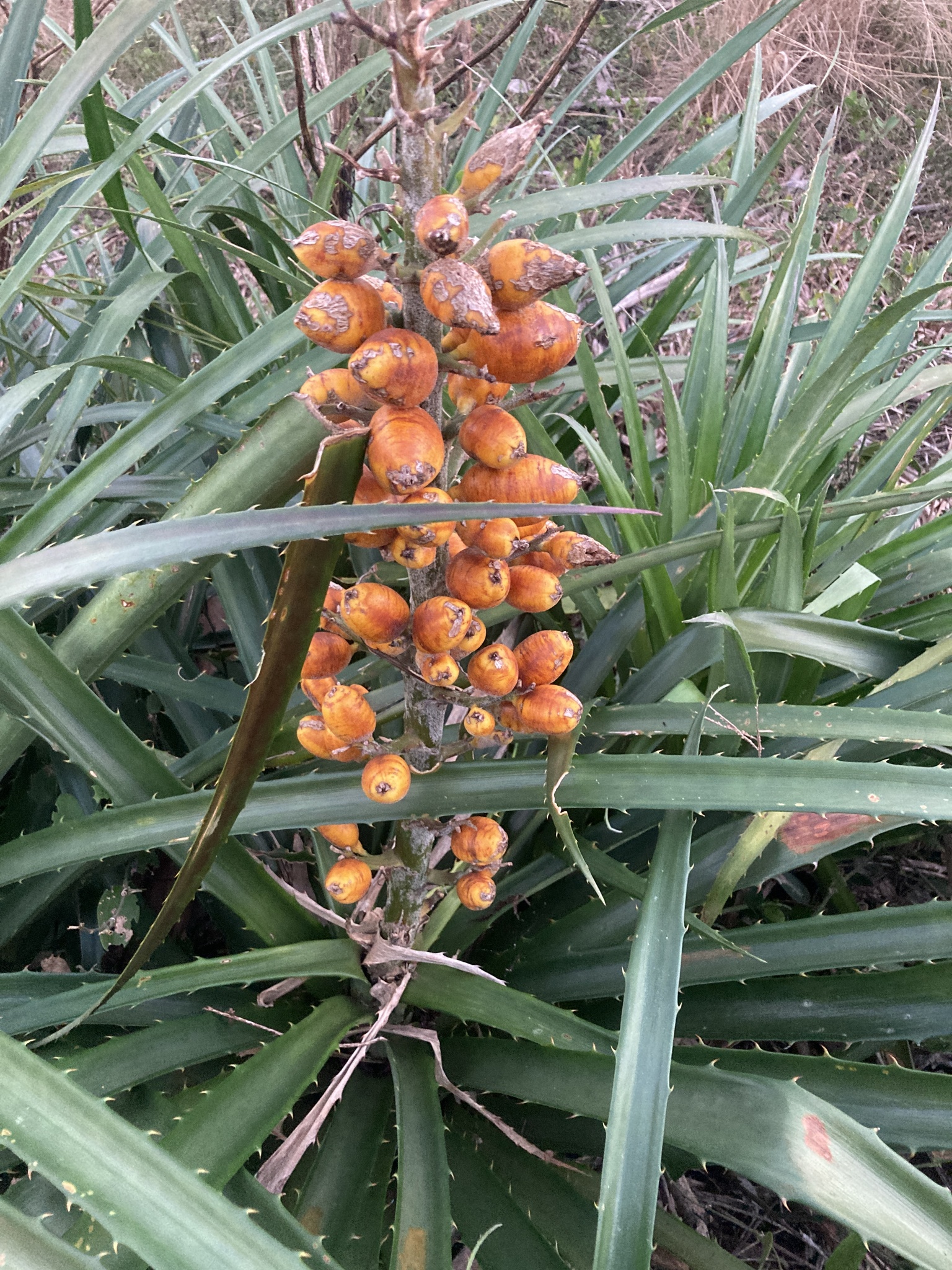 Bromelia antiacantha