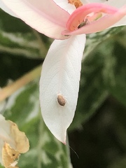Aphididae
