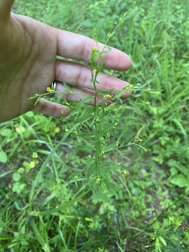 Linum striatum iNat (1)