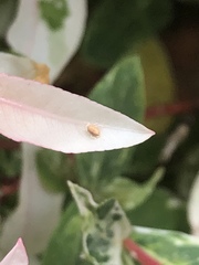 Aphididae