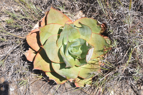 Aloe imalotensis image