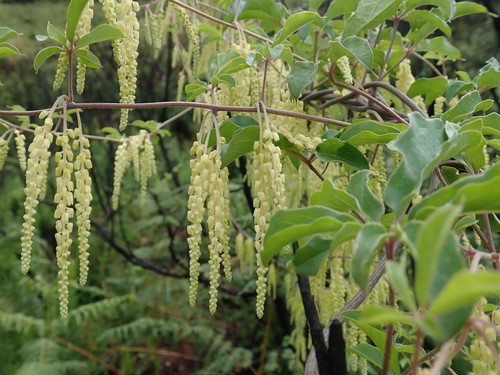 Dioscorea retusa, photograph 1