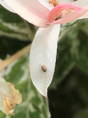 Aphididae