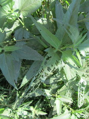 Aspilia mossambicensis