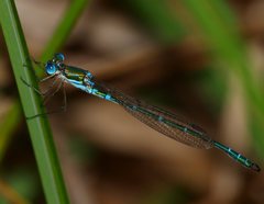Austrolestes cingulatus