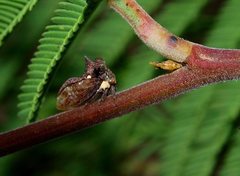 Acanthuchus trispinifer