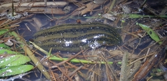 Whitmania pigra