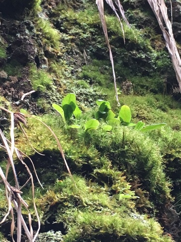 Elaphoglossum skottsbergii observed 2017-08-17