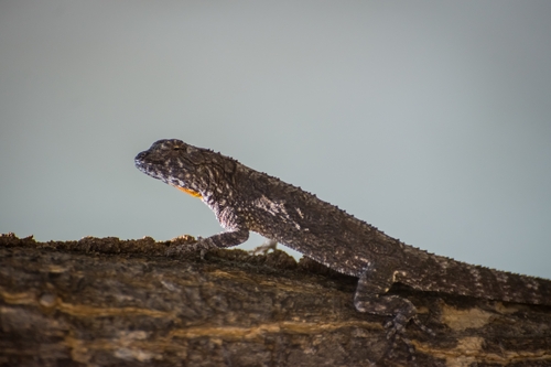 Tropical tree lizard