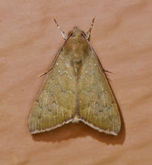 Anomis illita