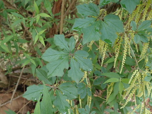 Dioscorea retusa, photograph 3