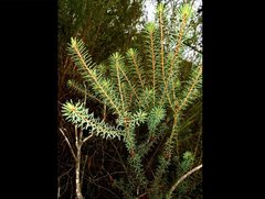Pultenaea weindorferi