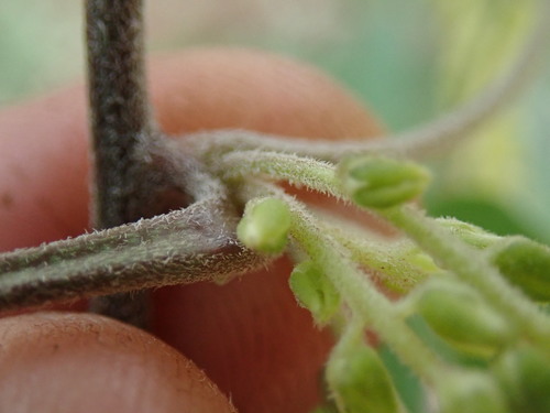 Dioscorea retusa, photograph 2