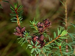 Pultenaea weindorferi