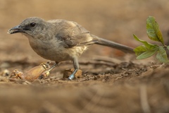 Mimus graysoni