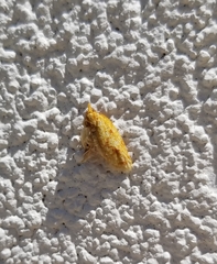 Sparganothis sulfureana