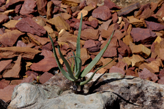Aloe divaricata
