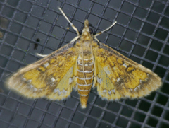 Niphograpta albiguttalis