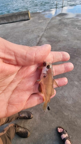 Foto de Faneca (Trisopterus luscus)