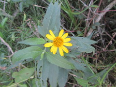 Aspilia mossambicensis