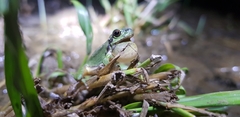 Hyla flaviventris