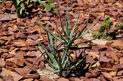 Aloe divaricata