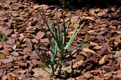 Aloe divaricata