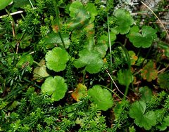 Hydrocotyle algida