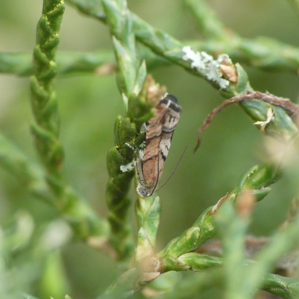 Juniper Piercer
