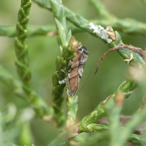 Juniper Piercer