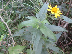 Aspilia mossambicensis