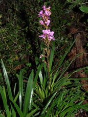 Stylidium armeria