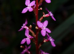 Stylidium armeria