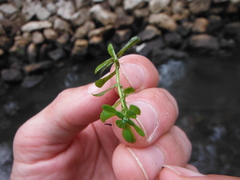 Callitriche heterophylla