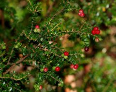Acrothamnus maccraei