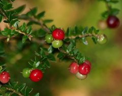 Acrothamnus maccraei
