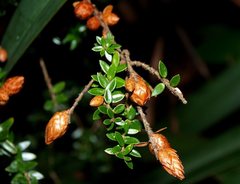 Acrothamnus maccraei