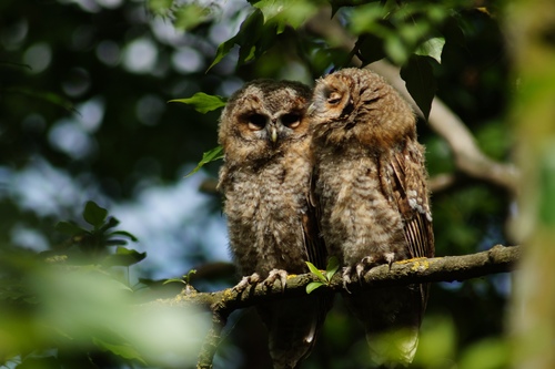 Tawny Owl