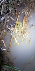 Lithobates catesbeianus